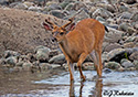 Odocoileus hemionus